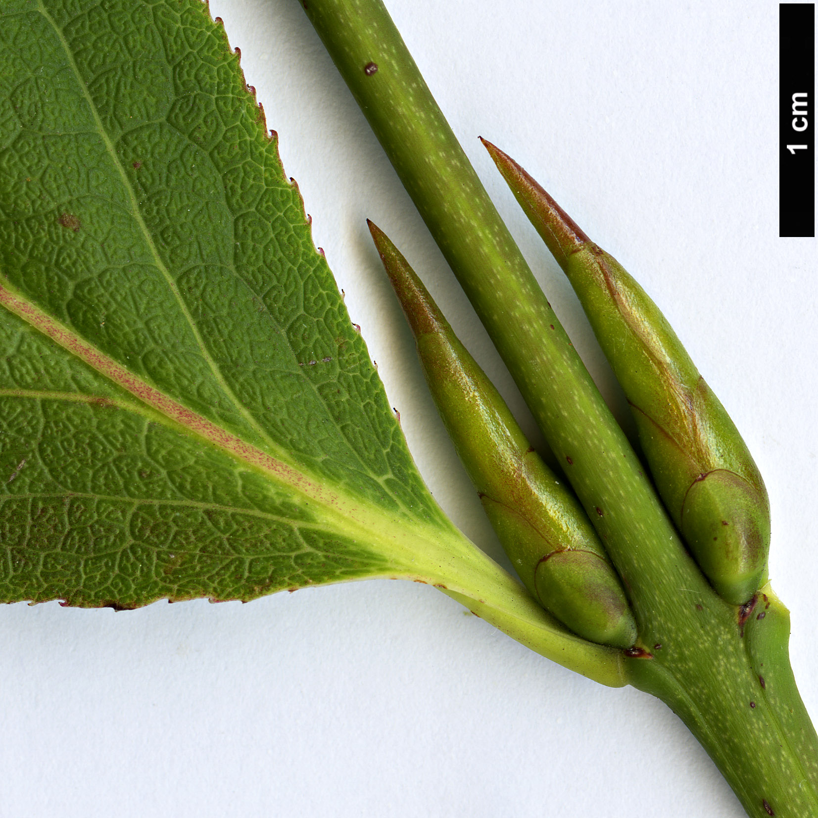 High resolution image: Family: Celastraceae - Genus: Euonymus - Taxon: sachalinensis HORT